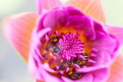 دانلود عکس پس زمینه طبیعت گل نیلوفر و زنبور عسل
