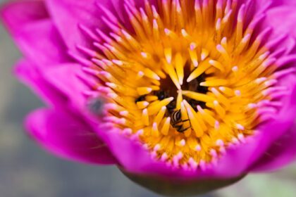 دانلود عکس گل نیلوفر و زنبور عسل