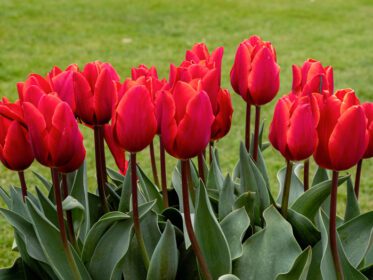 دانلود عکس گل لاله های قرمز دوست داشتنی در باغ