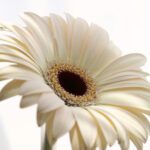 دانلود عکس پرتره خنده دار مغرور گربه تبدار خانگی مو کوتاه