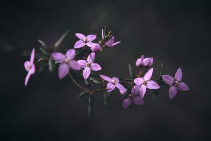 دانلود عکس عکاسی ماکرو از گل های صورتی در پس زمینه تیره