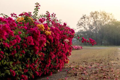 دانلود عکس بسیاری از گلهای بوگنویل در باغ خشک