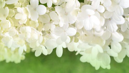 دانلود عکس بسیاری از گل های کوچک هیدرانسی سفید در پس زمینه سبز