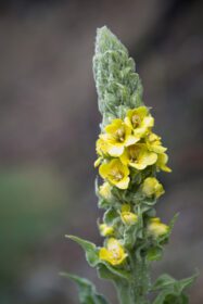دانلود عکس گیاه خراطین با گل های زرد