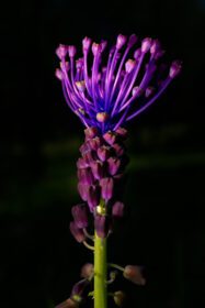 دانلود عکس گل وحشی muscari comosum