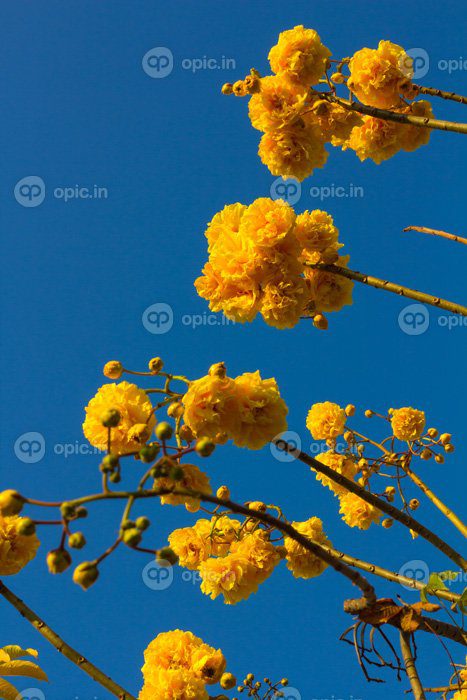 دانلود عکس گل نیکا با آسمان