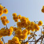 سبد خرید و پرداخت
