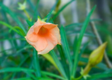 دانلود عکس گل نارنجی شکوفه روشن در باغ زیبایی عمومی طبیعت