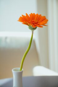 دانلود عکس گل ژربرا نارنجی در گلدان سفید در پس زمینه سفید