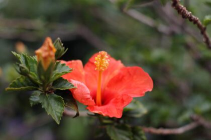 دانلود عکس گل هیبیسکوس نارنجی