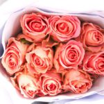 دانلود وکتور رایگان تصویر وکتور گل کریسمس طراحی شده برای برچسب پوستر کارت تبریک وب سند و سایر سطوح تزئینی