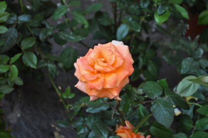 دانلود عکس گل رز نارنجی