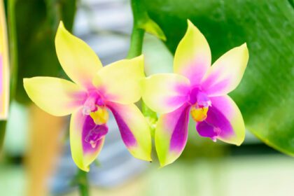 دانلود عکس orchidaceae یک خانواده گلدار متنوع و گسترده است