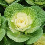 سبد خرید و پرداخت