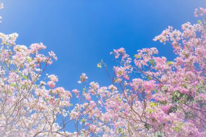 دانلود عکس شلوارک گلهای صورتی شکوفه در یک روز آبی روشن تار