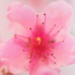 سبد خرید و پرداخت