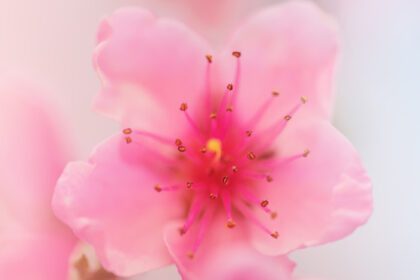 دانلود عکس درخت هلو شکوفه های صورتی گل روی درخت گلدار