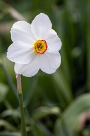 دانلود عکس گلدهی گل نرگس چشم قرقاول در فصل بهار