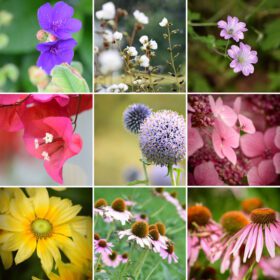 دانلود عکس گل های مختلف
