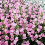 سبد خرید و پرداخت