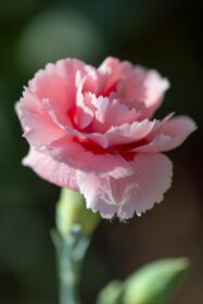 دانلود عکس گل میخک صورتی در باغ انگلیسی