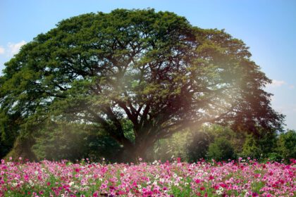 دانلود عکس صورتی کیهان گل شکوفه کیهان میدان گل زیبا