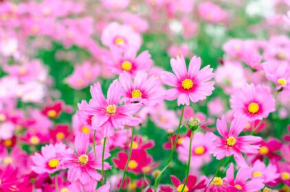 دانلود عکس گل های کیهانی صورتی شکوفه در باغ در بهار در فضای باز