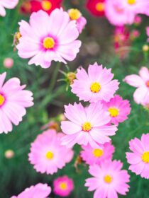 دانلود عکس گل های کیهانی صورتی شکوفه در باغ