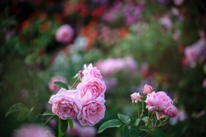 دانلود عکس رزهای صورتی انگلیسی شکوفه در باغ تابستانی یکی از