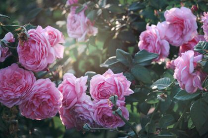 دانلود عکس رزهای صورتی انگلیسی شکوفه در باغ تابستانی یکی از
