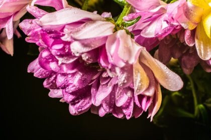 دانلود عکس قطرات گل صورتی از نزدیک احساس دراماتیک