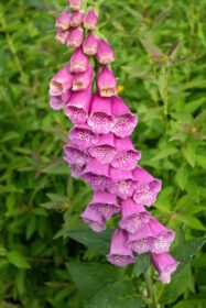 دانلود عکس گل صورتی Digitalis purpurea در باغ