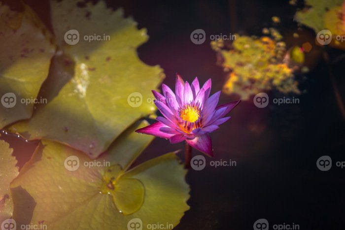 دانلود عکس گل نیلوفر صورتی در برکه در شب