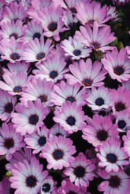 دانلود عکس گلهای استئوسپرموم صورتی یا دیمورفوتکا در تخت گل