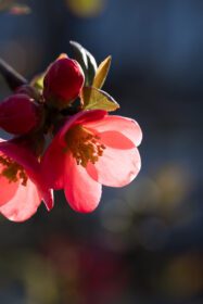 دانلود عکس صورتی rosaceae گل شکوفه گل رز هنگام غروب آفتاب