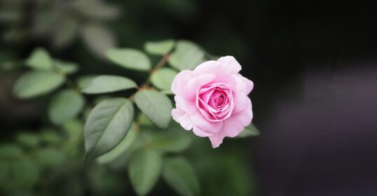 دانلود عکس گل رز صورتی دسته گل زیبا روی تار از