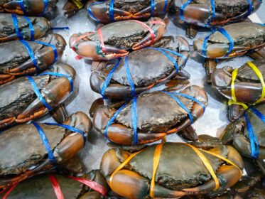 دانلود عکس خرچنگ غذاهای دریایی تازه برای غذای پخته شده در رستوران یا غذاهای دریایی