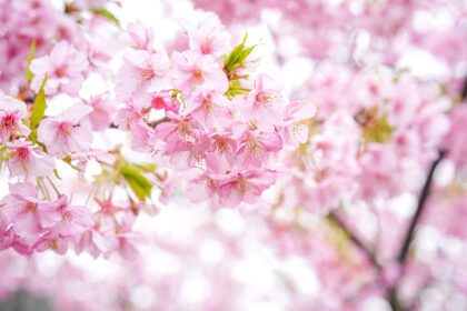 دانلود عکس ساکورا صورتی گل شکوفه گیلاس