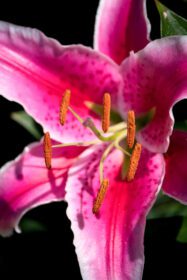 دانلود عکس گل سوسن خالدار صورتی در ساسکس