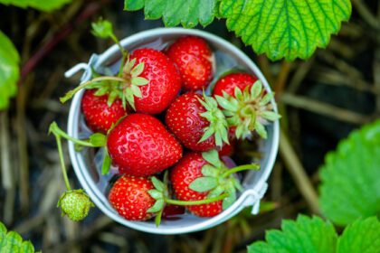 دانلود عکس توت فرنگی تازه در باغ غذای ارگانیک سالم