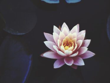 دانلود عکس گل نیلوفر صورتی شکوفه نشسته در آب