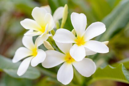 دانلود عکس گل های پلومریا آنقدر زیبا هستند که در تایلند محبوب هستند