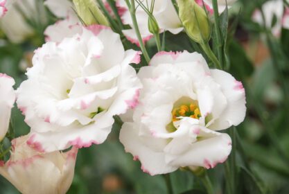 دانلود عکس چمنزار gentian eustoma lisianthus گل سفید با صورتی