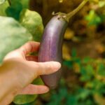 سبد خرید و پرداخت