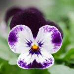 سبد خرید و پرداخت