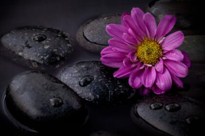 دانلود عکس گل بنفش روی سنگ سیاه