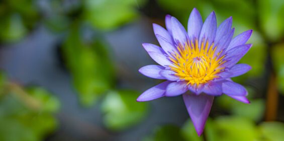 دانلود عکس گل نیلوفر آبی بنفش در حوضچه دریاچه باغ استوایی گل