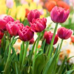 سبد خرید و پرداخت