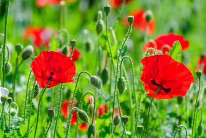 دانلود عکس گل خشخاش قرمز و صورتی در مزرعه قرمز پاپاور و