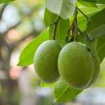 سبد خرید و پرداخت